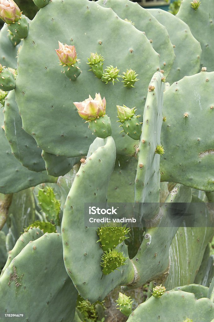 La primavera - Foto stock royalty-free di Austin - Texas