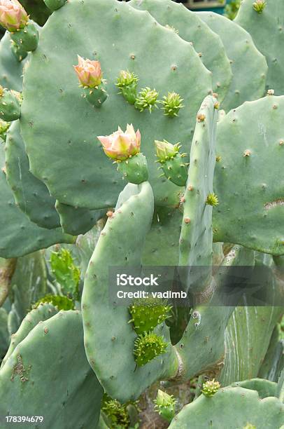 La Primavera - Fotografie stock e altre immagini di Austin - Texas - Austin - Texas, Cactus, Capolino