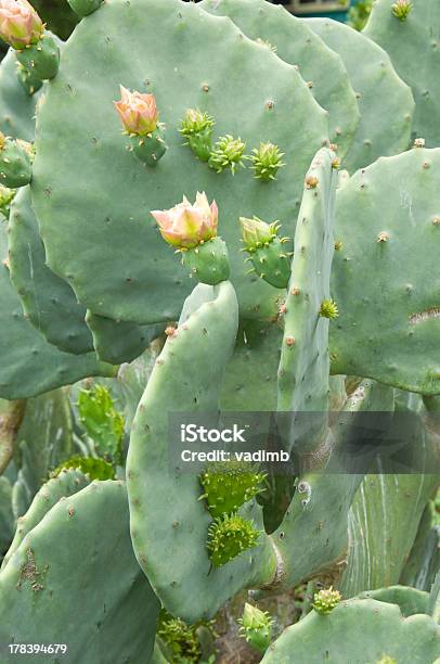 Spring - Fotografias de stock e mais imagens de Amarelo - Amarelo, Austin - Texas, Cabeça de Flor