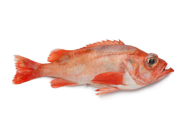 Single redfish Single redfish on white background ocean perch stock pictures, royalty-free photos & images