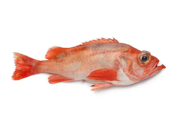 Single redfish on white background