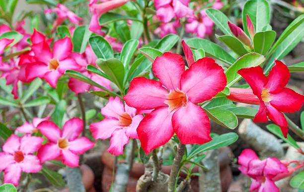 Calachuchi (plumeria) stock photo