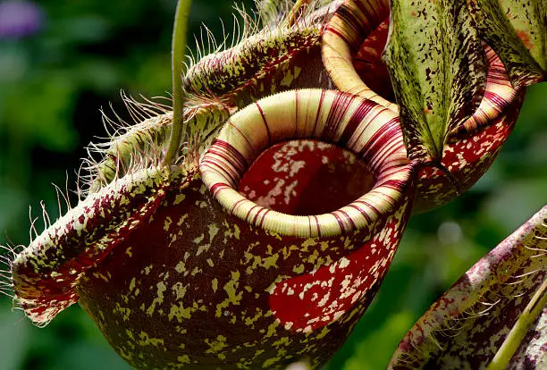 Monkey cups called also pitcher plants