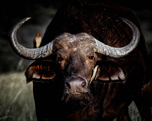 In this charming image taken in Botswana, a buffalo's head is featured with two small birds perched on it. One bird is particularly notable as it rests comfortably in the buffalo's ear. The scene captures a unique and harmonious moment in nature, showcasing the coexistence of different species in the tranquil landscapes of Botswana.