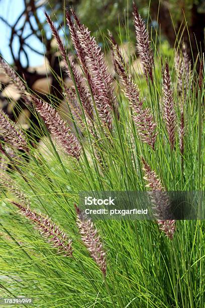 Pennisetum Setaceum A Perennial Bunch Grass Stock Photo - Download Image Now - Backgrounds, Beauty In Nature, Blossom