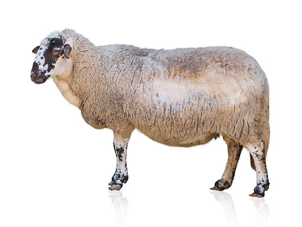istock Portrait Of Goat 178395058