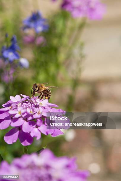 Ape Sul Fiore Iberis - Fotografie stock e altre immagini di Ambientazione esterna - Ambientazione esterna, Ape, Composizione verticale