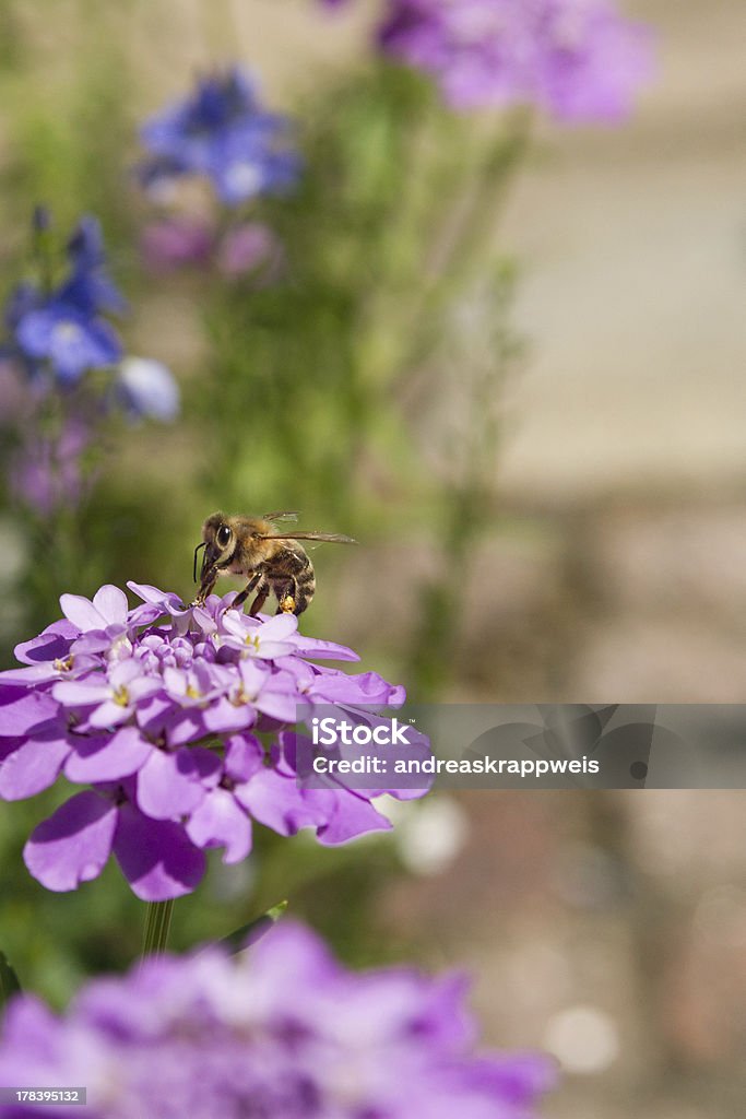 Pszczoła na Kwiat Iberis - Zbiór zdjęć royalty-free (Fotografika)