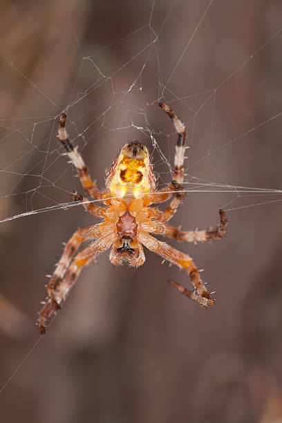 istock Orb-weaver spider, Araneidae in web, macro photo 178395135