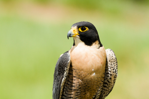 Close up of peregrine falcon in captivity.