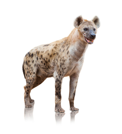 Retrato de un hiena photo