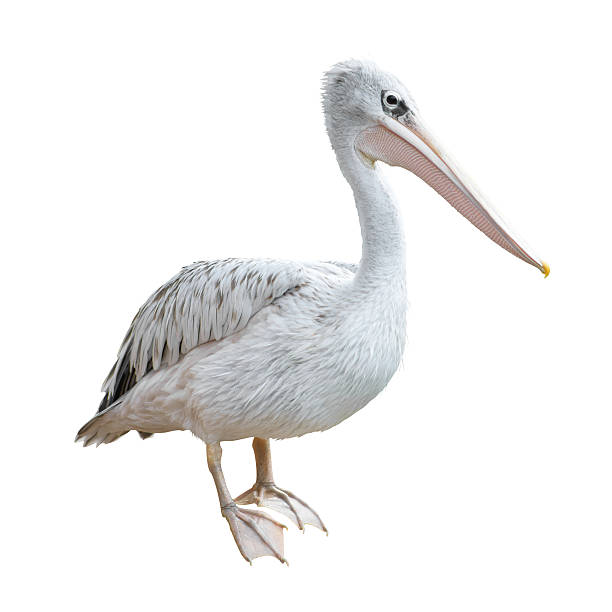 istock Potrait Of A Pelican 178395551