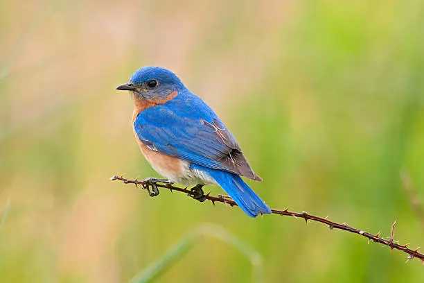 Male Eastern Bluebird (Sialia sialis) on a thorny branch