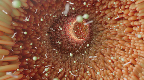 istock 3D Rendering of Microbial Metropolis in Human Colon: A Visualization of Gut Health and Microvilli Architecture 1783956720