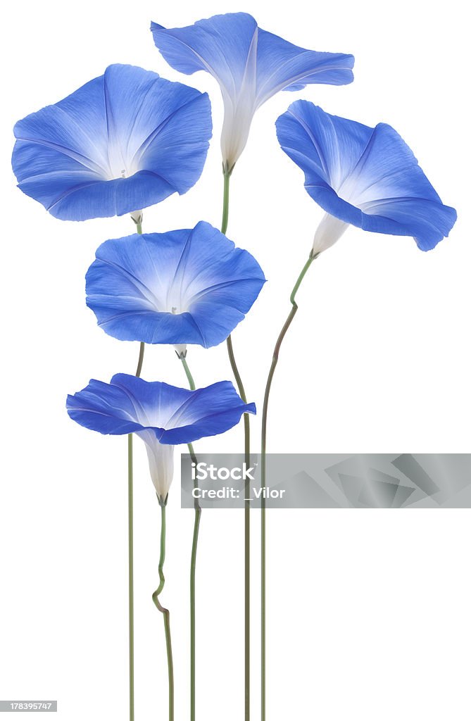 Gloria di mattina - Foto stock royalty-free di Campanella - Ipomoea