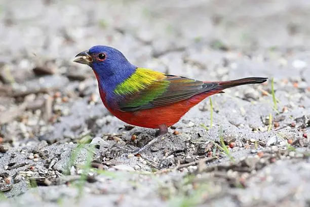 Colorful Painted Bunting (Passerina ciris) on the ground