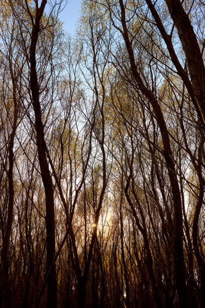 istock Sun setting through tree crowns in early spring. Sunlight sun rays shine through crowns of willow trees with young green foliage in the forest 1783959939