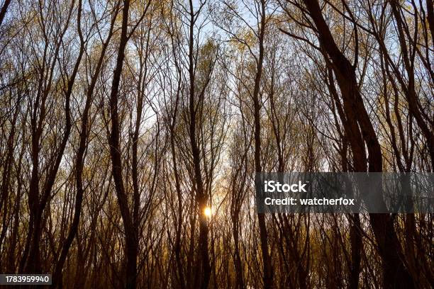 Spring Sun Through Trees Sun Setting Through Tree Crowns In Early Spring Sunlight Sun Rays Shine ...