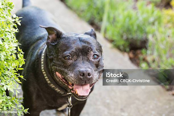 Staffordshire Bull Terrier - Fotografie stock e altre immagini di Allegro - Allegro, Ambientazione esterna, Animale da compagnia