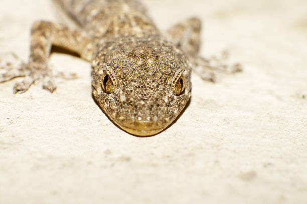 istock head of the gecko 178396203