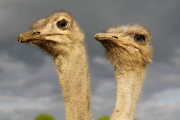 Ostriches' duet stock photo