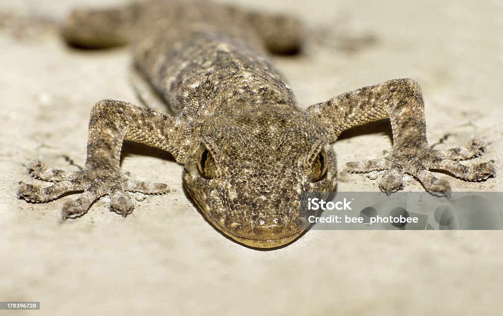 Testa del Geco - Foto stock royalty-free di Animale