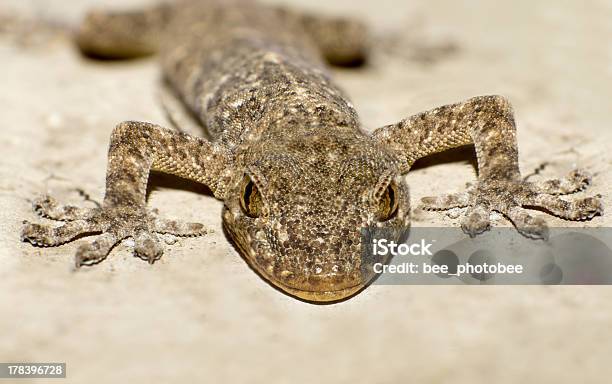 Testa Del Geco - Fotografie stock e altre immagini di Animale - Animale, Animale in cattività, Artiglio