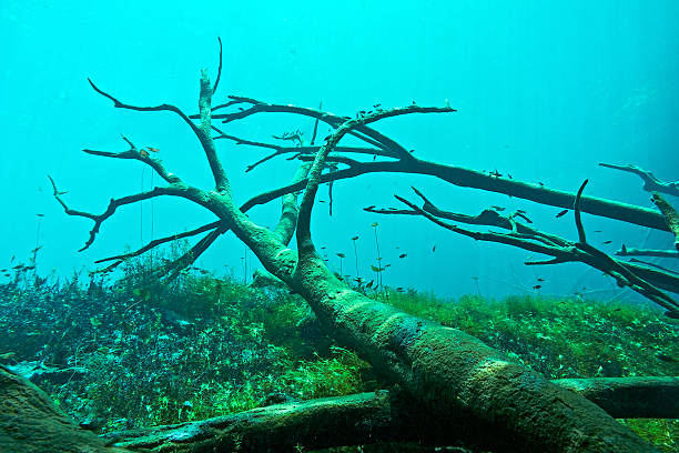 Cenote underwater stock photo