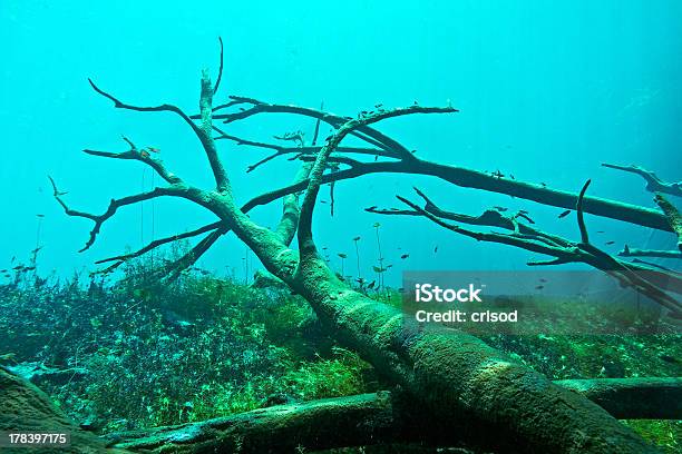 Cenote Underwater Stock Photo - Download Image Now - Root, Underwater, Tree