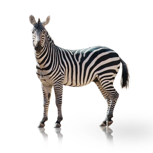 istock Portrait Of A Zebra 178397391
