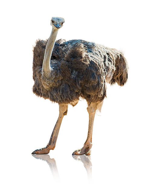 istock Portrait Of An Ostrich 178397555