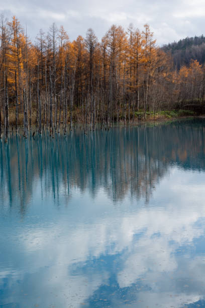 istock Yellow-leaved forest and blue pond in Biei 1783977531