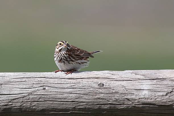 tico-tico-dos-prados (passerculus sandwichensis) em um muro de trem. - passerculus sandwichensis - fotografias e filmes do acervo