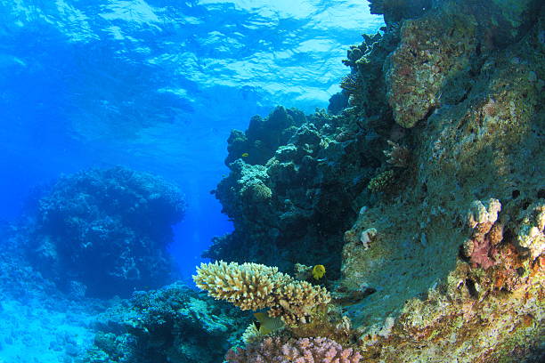 istock Marine Life in the Red Sea 178397803