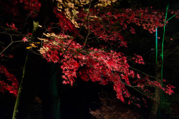 istock Red maple leaves in autumn at night, Japan. 1783978690