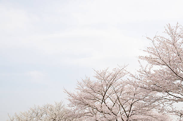 Someiyoshino Cherry Blossoms Trees stock photo
