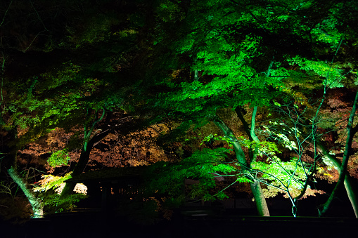 Illuminated maple trees in a samurai residence