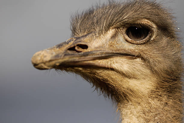Lonely Ostrich stock photo