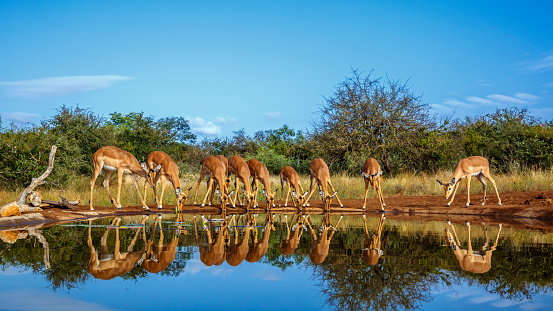 Common Impala group drinking in waterhole front view with reflection in Kruger National park, South Africa ; Specie Aepyceros melampus family of Bovidae