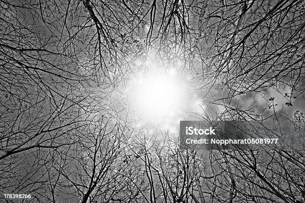 Silhouetten Baum Zweige Mit Sky Stockfoto und mehr Bilder von Anhöhe - Anhöhe, Asphalt, Baum