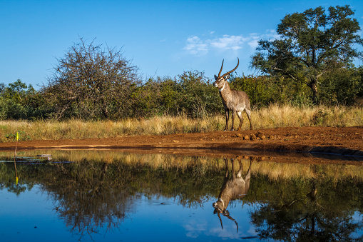 Common Waterbuck majestic horned male along waterhole with reflection in Kruger National park, South Africa ; Specie Kobus ellipsiprymnus family of Bovidae
