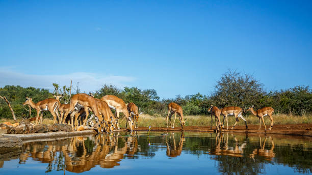 istock Common Impala in Kruger National park, South Africa 1783985022