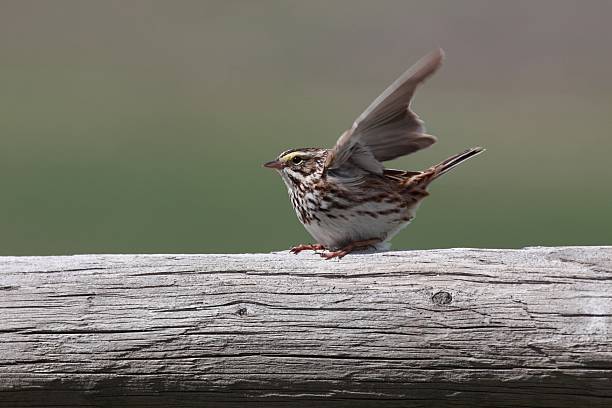 gorrión sabanero (passerculus sandwichensis) en una valla carril. - passerculus fotografías e imágenes de stock