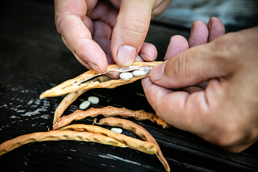dried bush beans are harvested for seed and removed from the pod