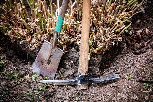 a pickaxe and a spade in the garden, tools for digging up a rootstock