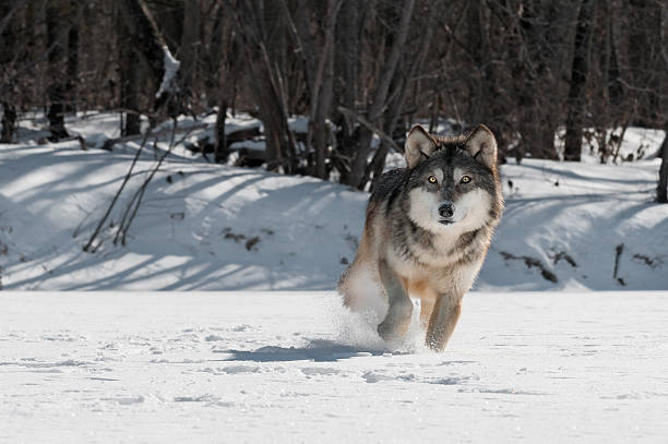 Grey Wolf (Canis lupus) Trot stock photo