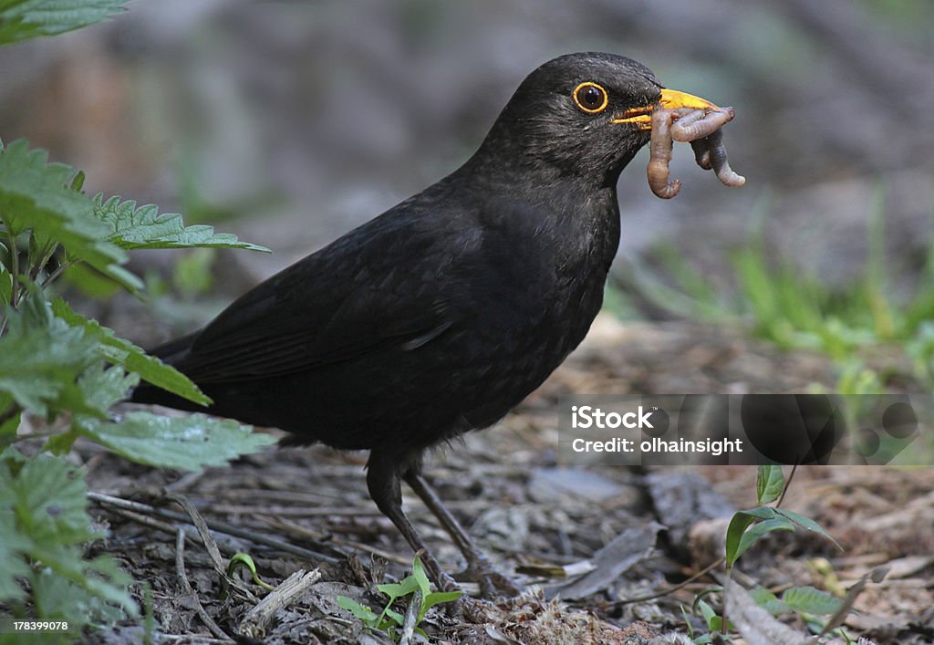 blackbird eating worm close up of blackbird eating worm Worm Stock Photo