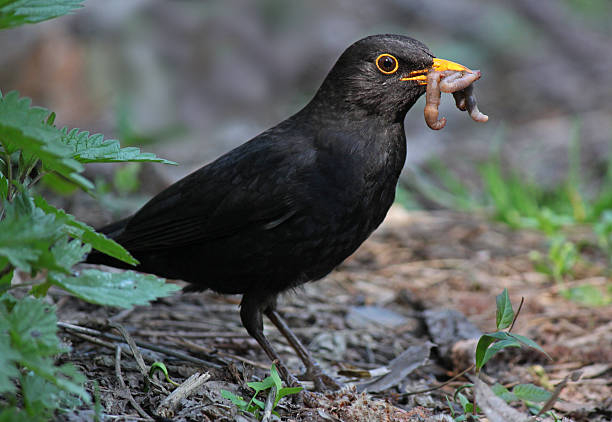 blackbird eating worm close up of blackbird eating worm blackbird stock pictures, royalty-free photos & images