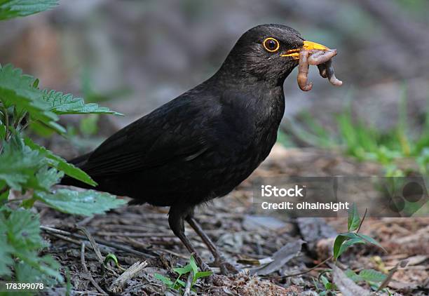 Blackbird Eating Worm Stock Photo - Download Image Now - Worm, Bird, Blackbird