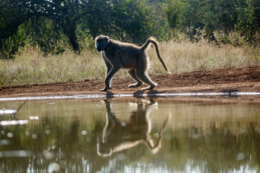 Chacma baboon walking backlit along waterhole in Kruger National park, South Africa ; Specie Papio ursinus family of